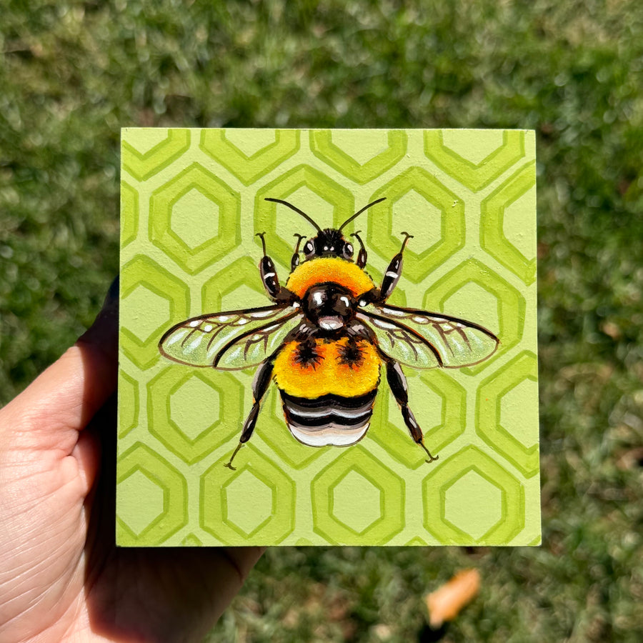 Clover Buzz